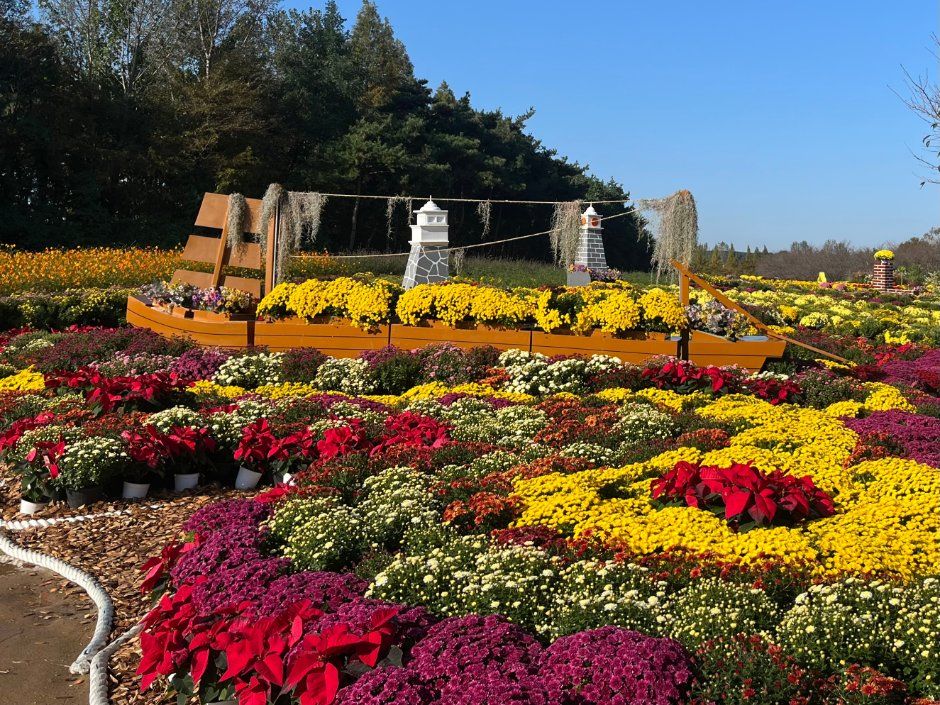드림파크 국화축제